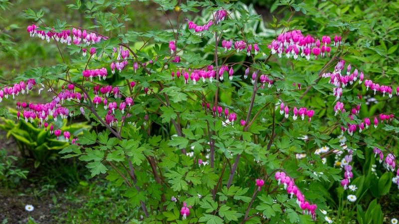 Bleeding Heart