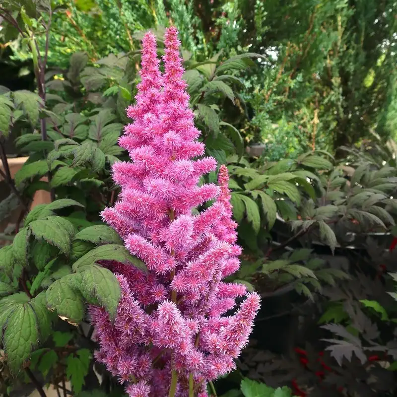 Astilbes