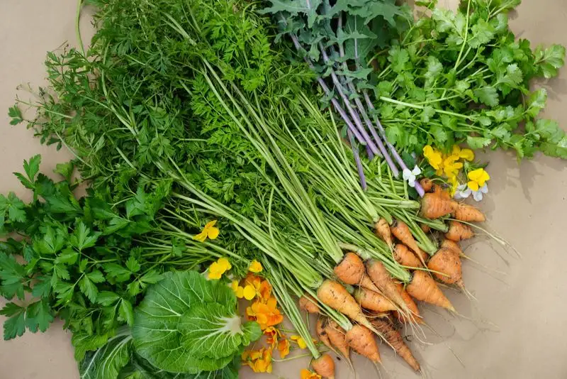 Attracting Beneficial Insects