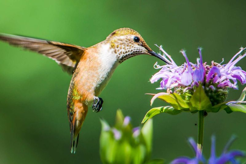 Attracting Pollinators