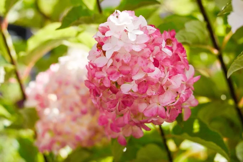 Low Maintenance Beauty