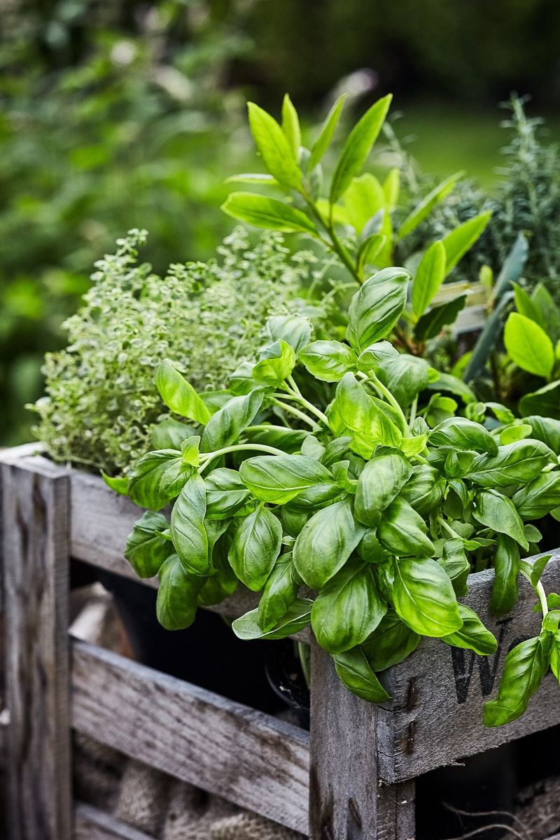 Basil and Rue