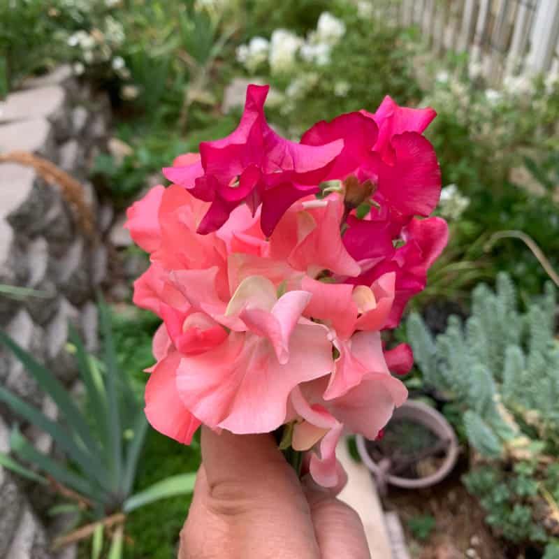 August: Sweet Pea