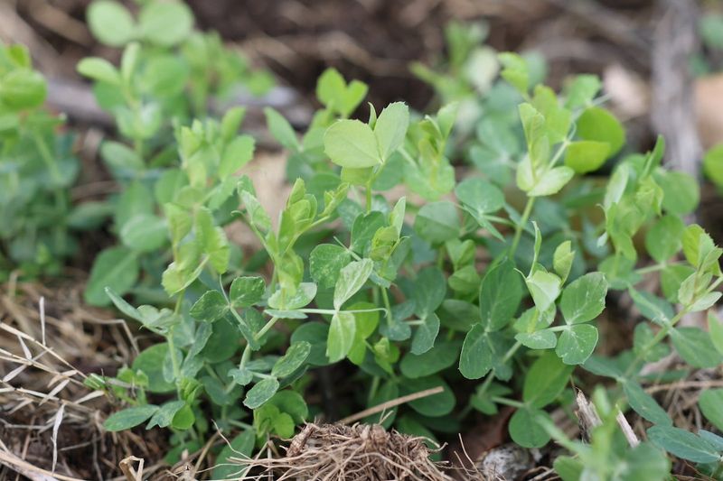 Austrian Winter Pea