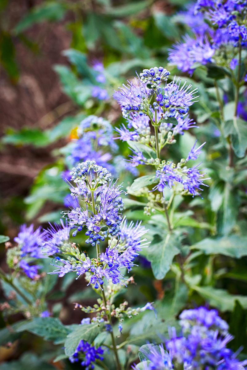 Drought-Tolerant Plants