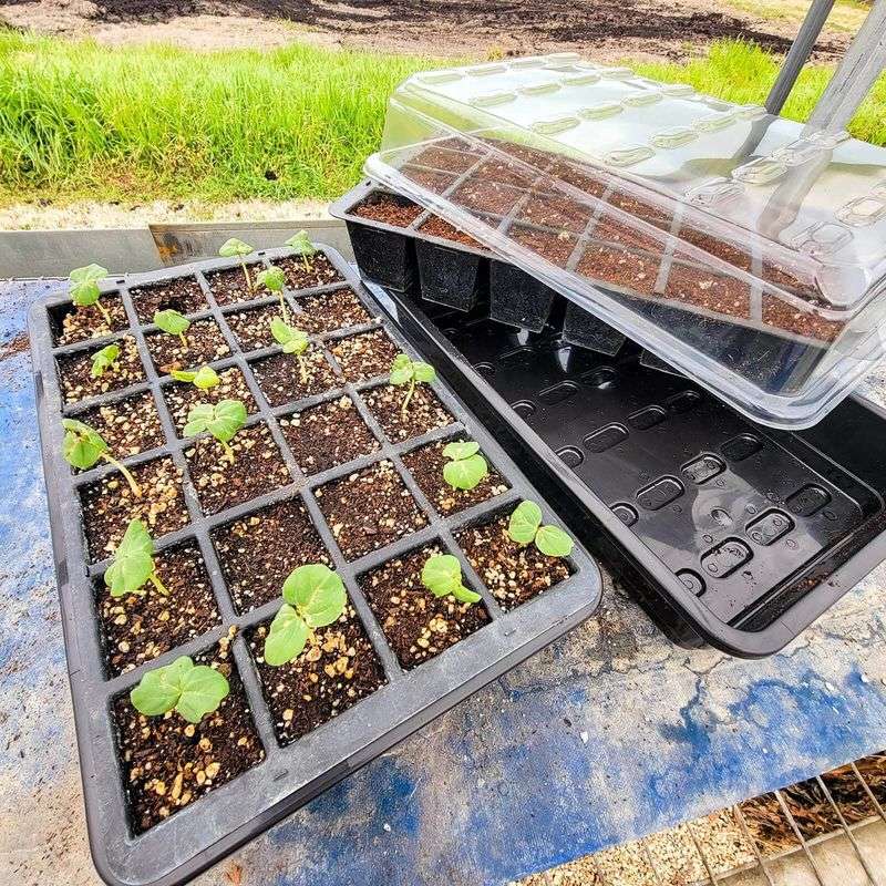 Seed Starter Kits