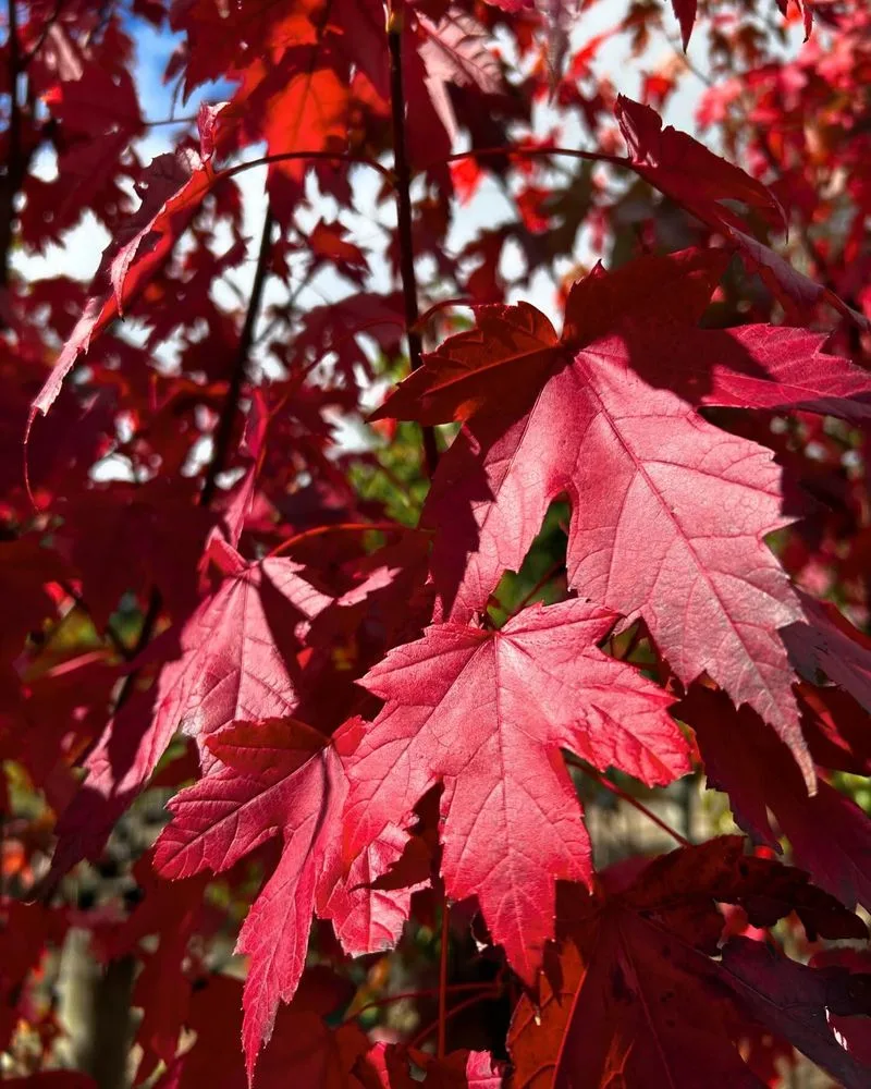 Autumn Blaze Maple