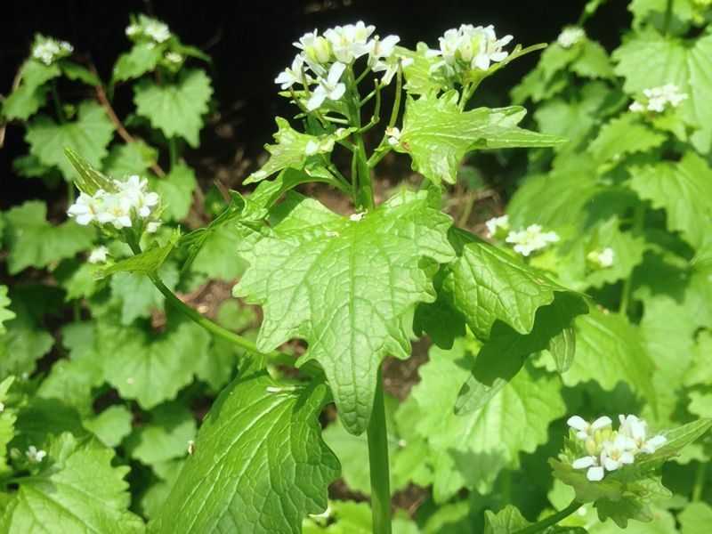 Garlic Mustard