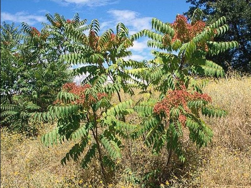 Tree of Heaven