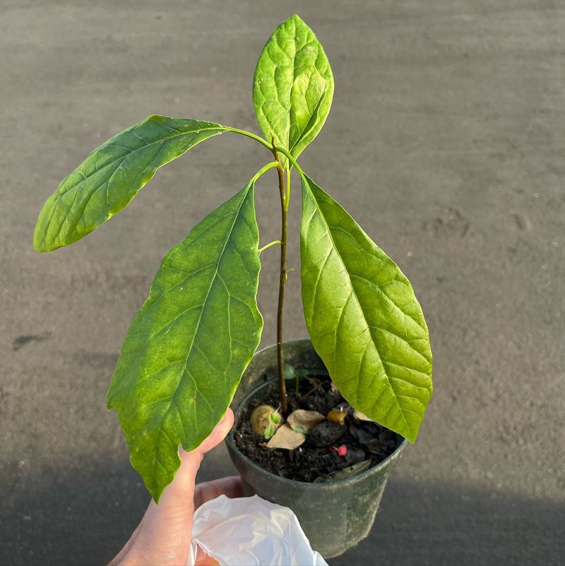 Avocado