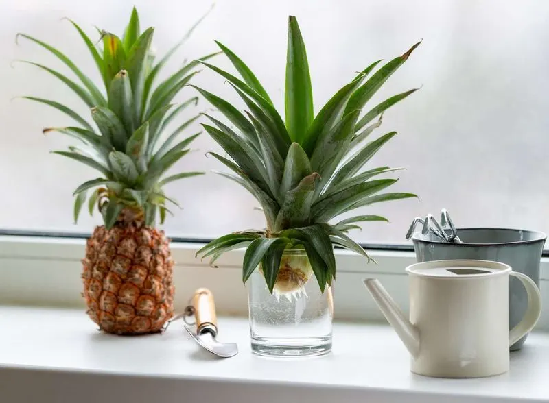 Pineapple Top Planting