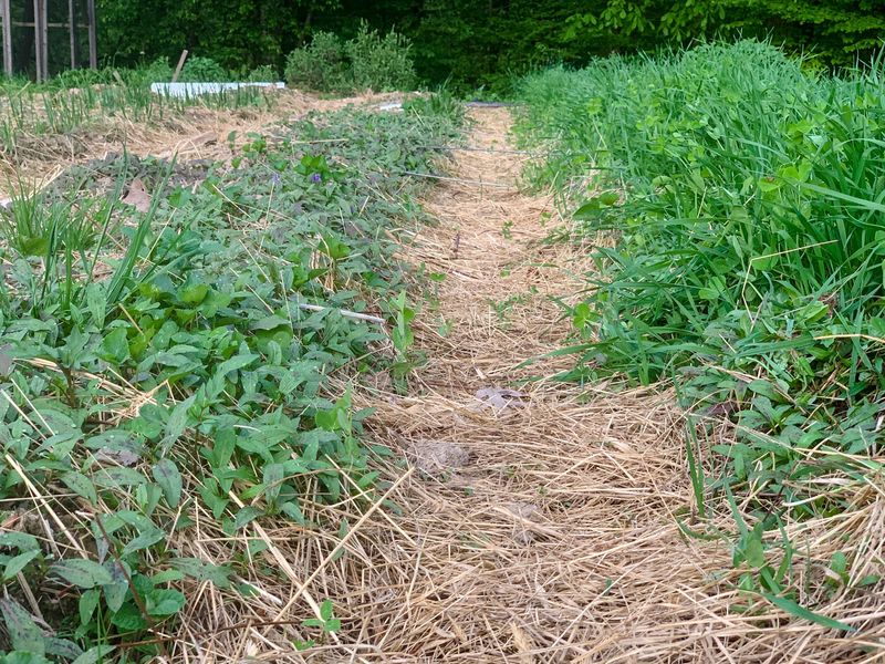 Plant Cover Crops