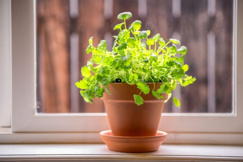 Start Indoors Before Transplanting