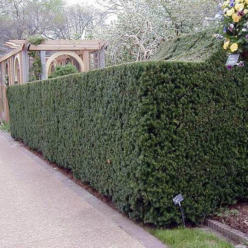 Yew