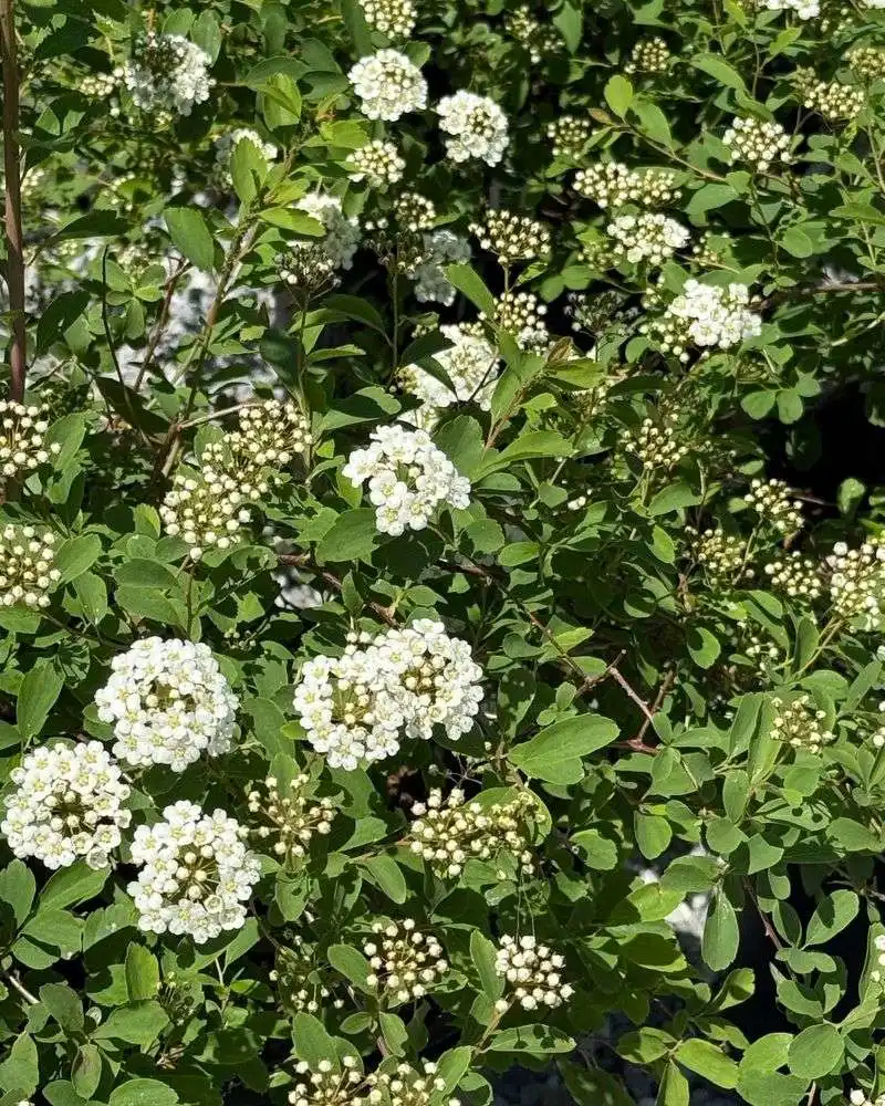 Spirea