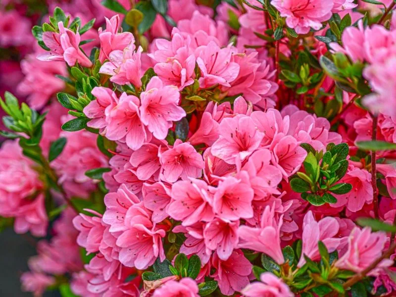 Azalea