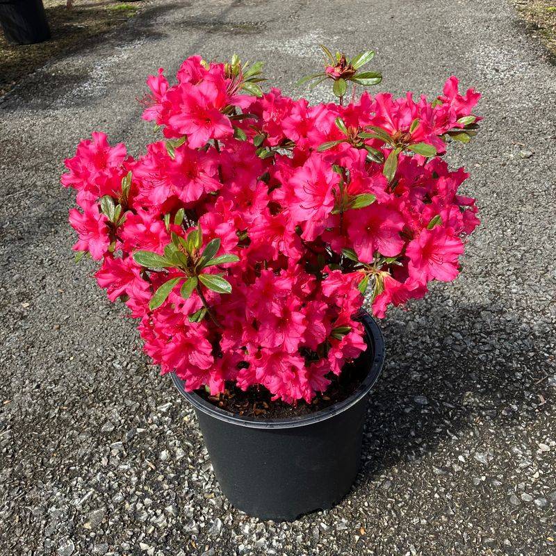 Azalea