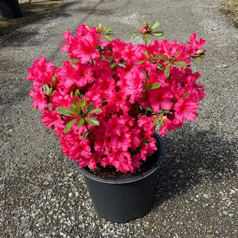 Azalea