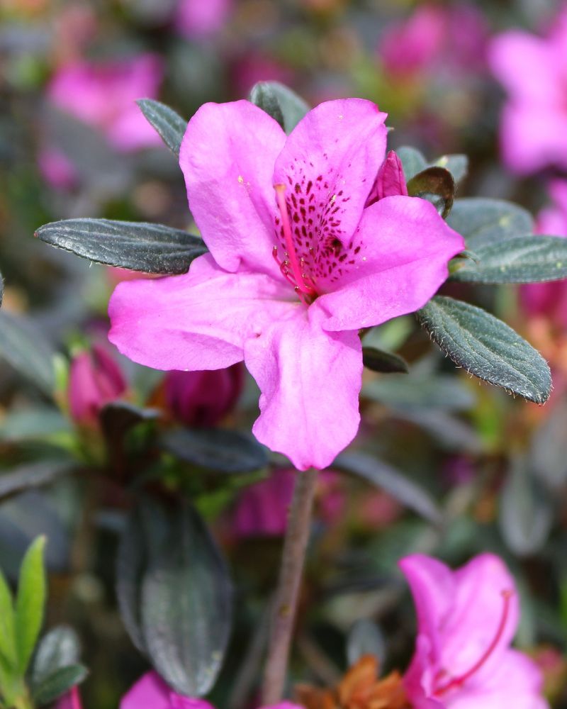 Azalea