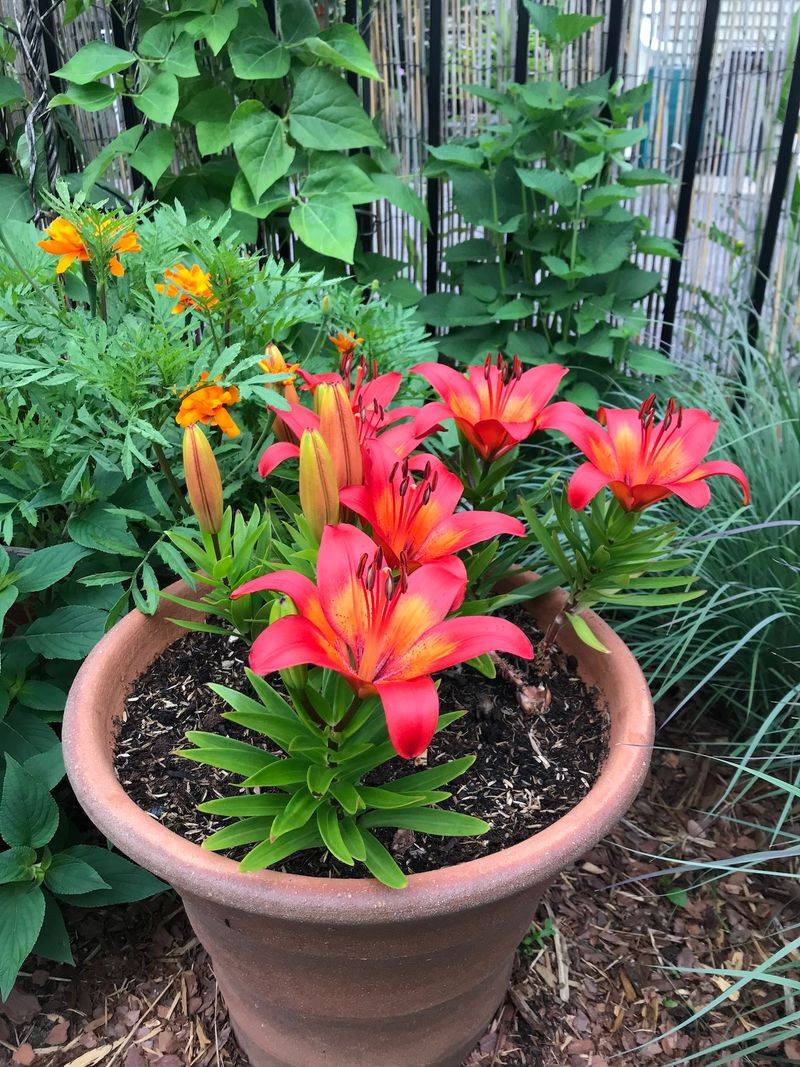 Lilies