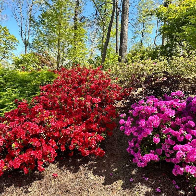 Azaleas