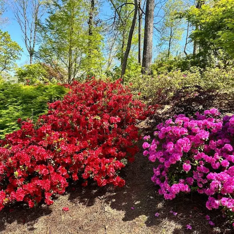 Azaleas