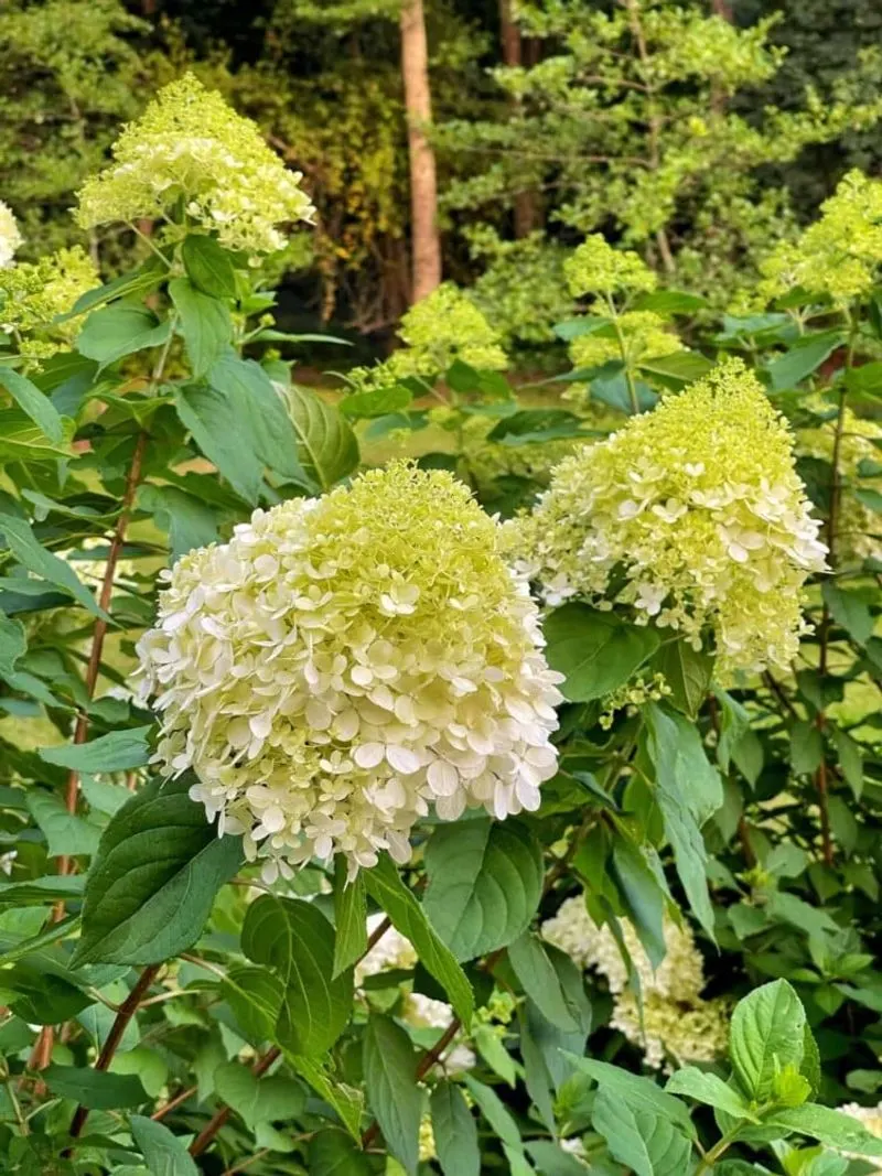 Hydrangeas