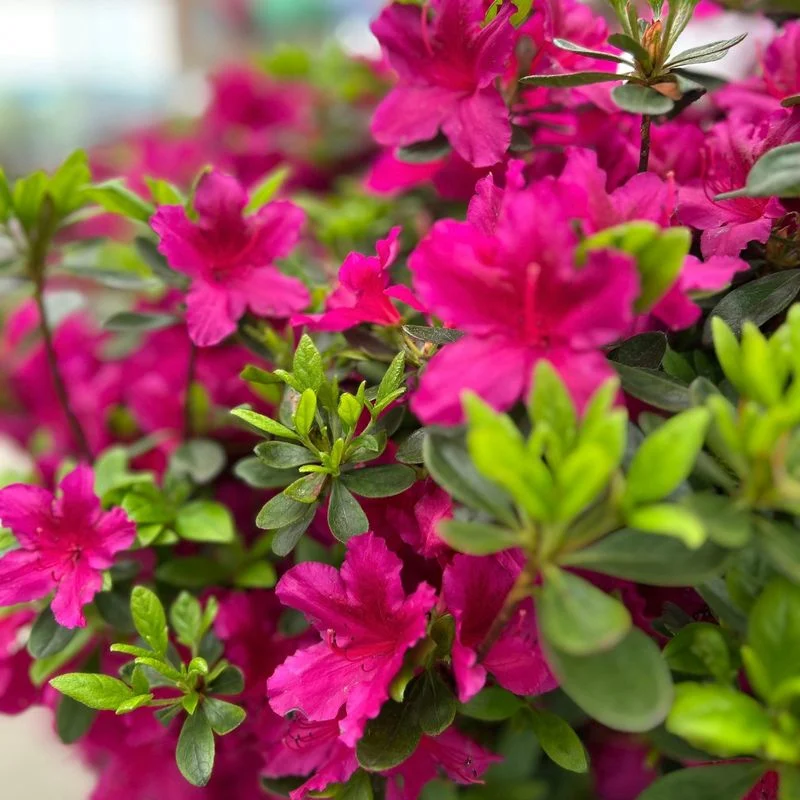 Azaleas