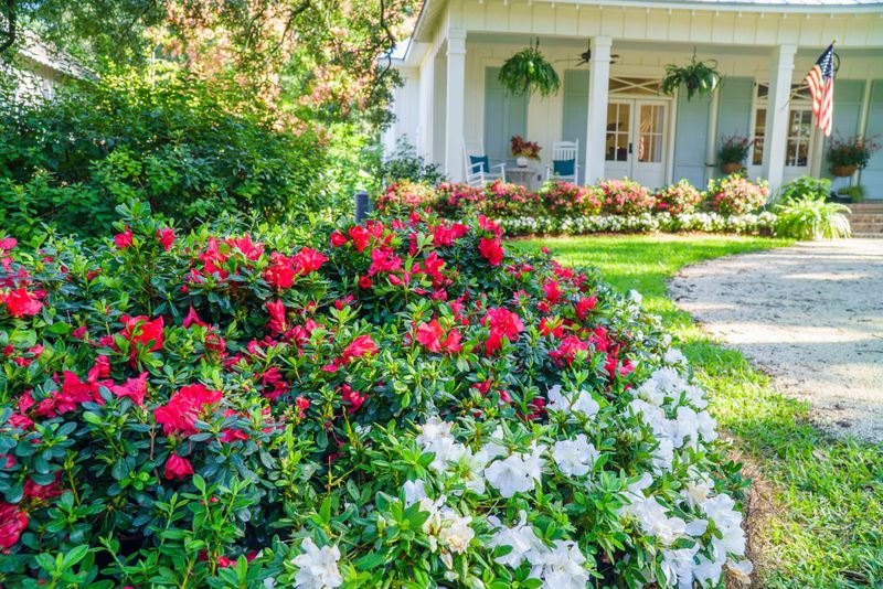 Azaleas