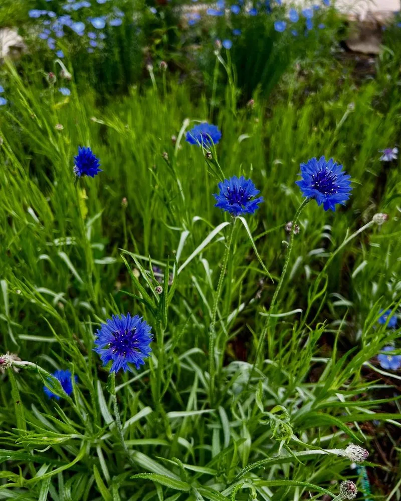 Bachelor's Buttons (Centaurea cyanus)
