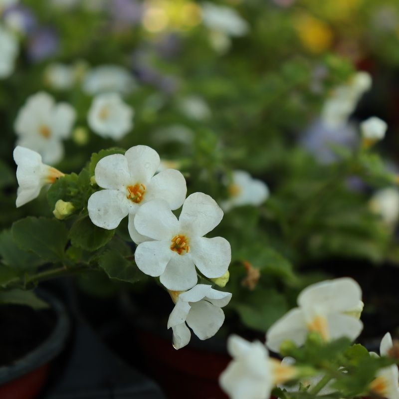 Bacopa