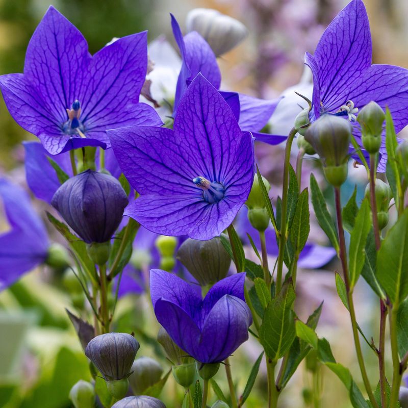 Balloon Flower
