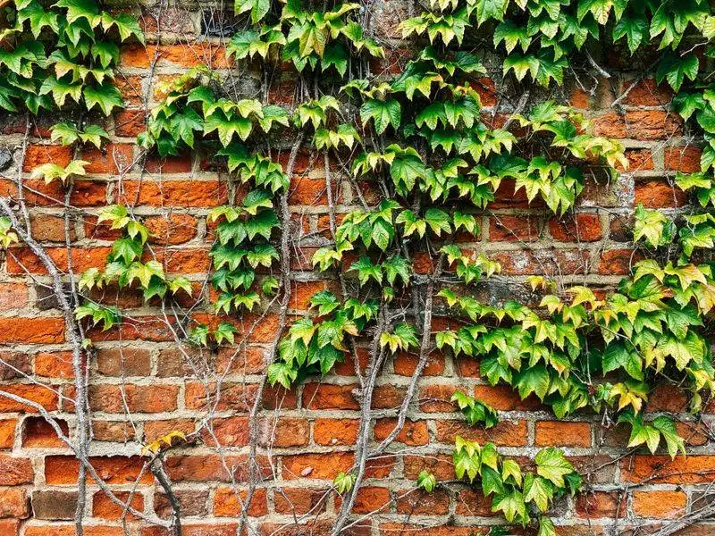 English Ivy
