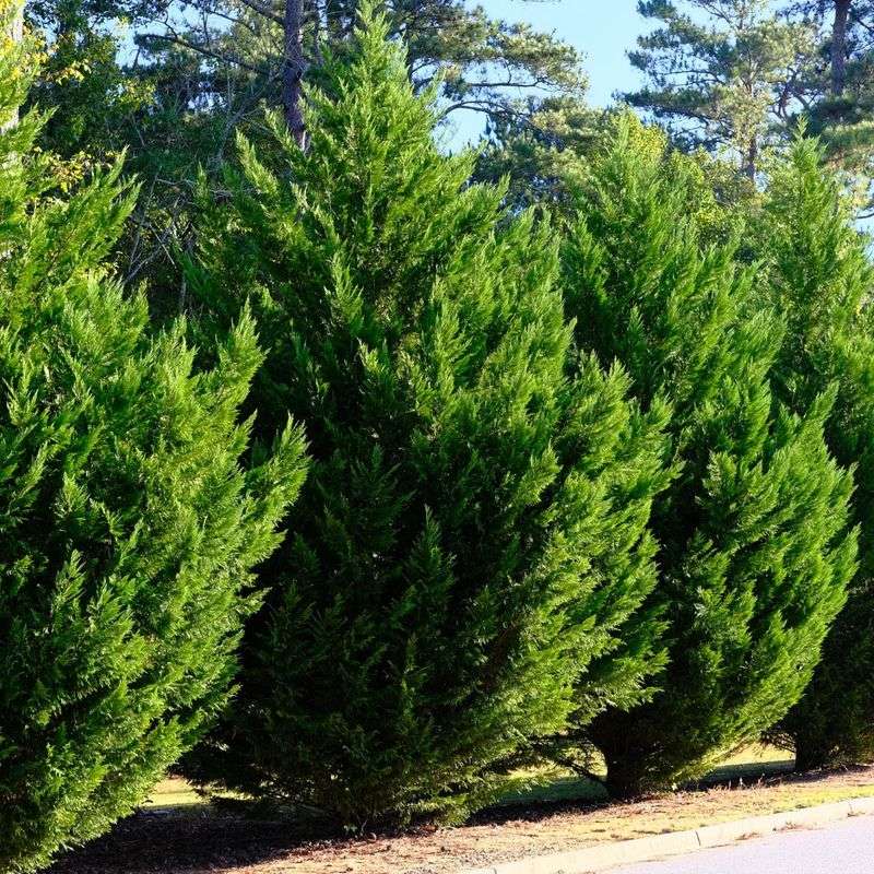 Leyland Cypress