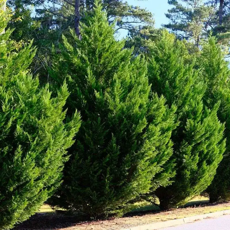 Leyland Cypress