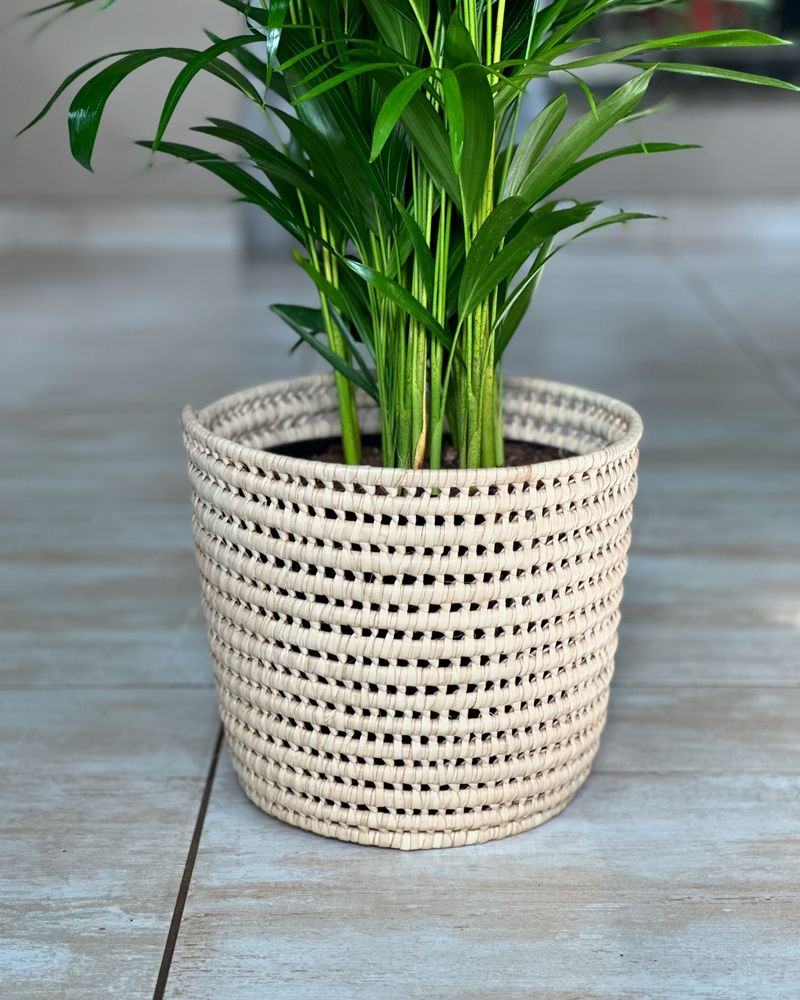 Bamboo