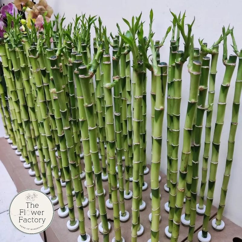 Bamboo