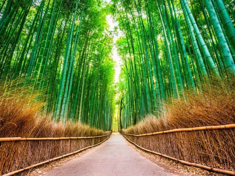 Bamboo Grove