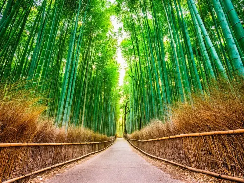 Bamboo Grove