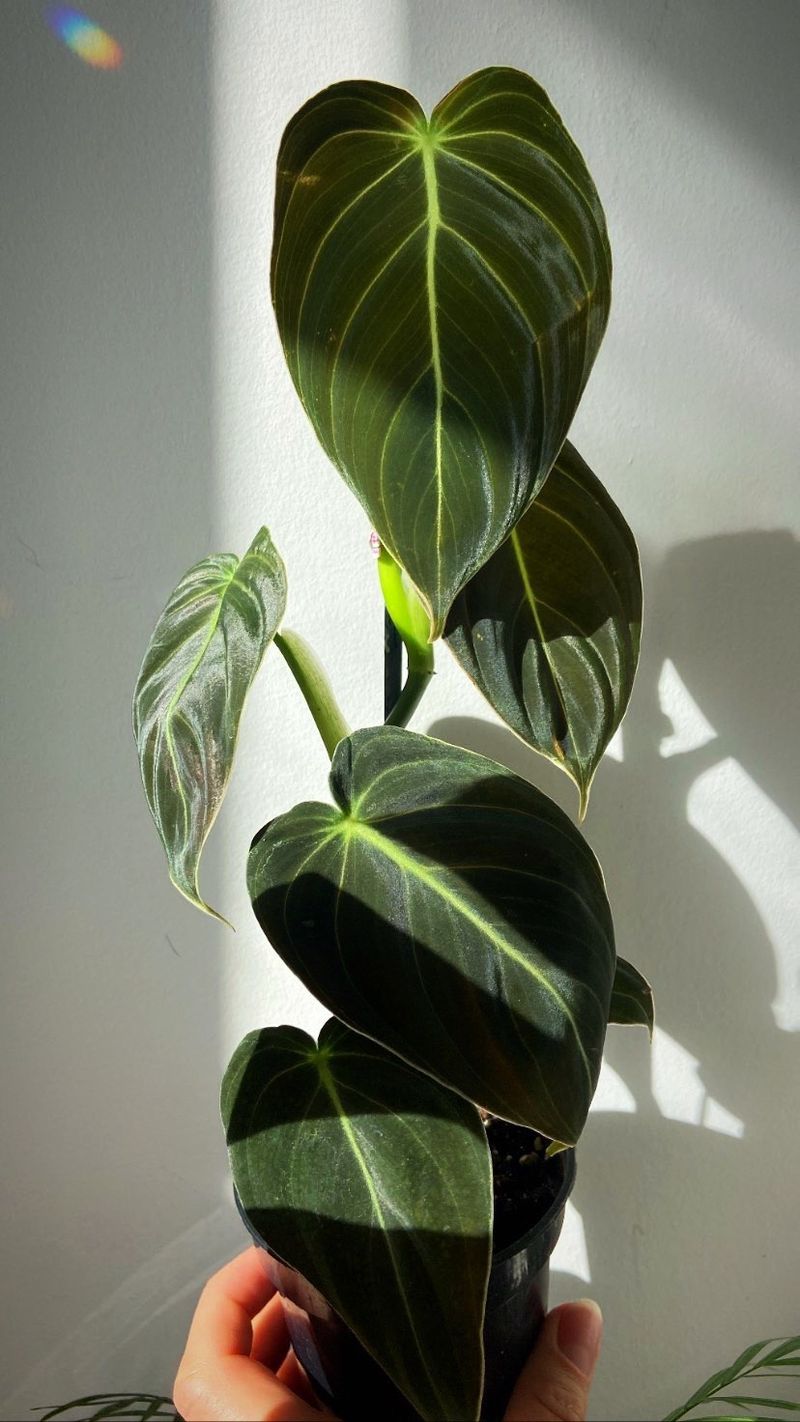 Philodendron
