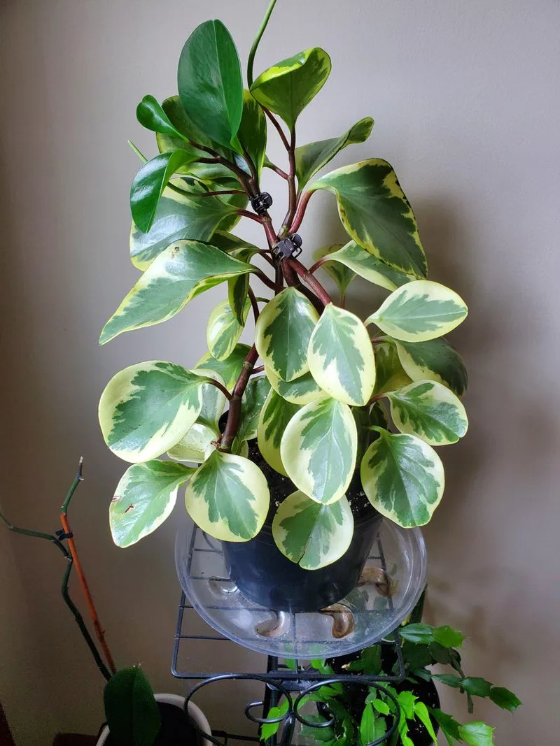 Rubber Plant