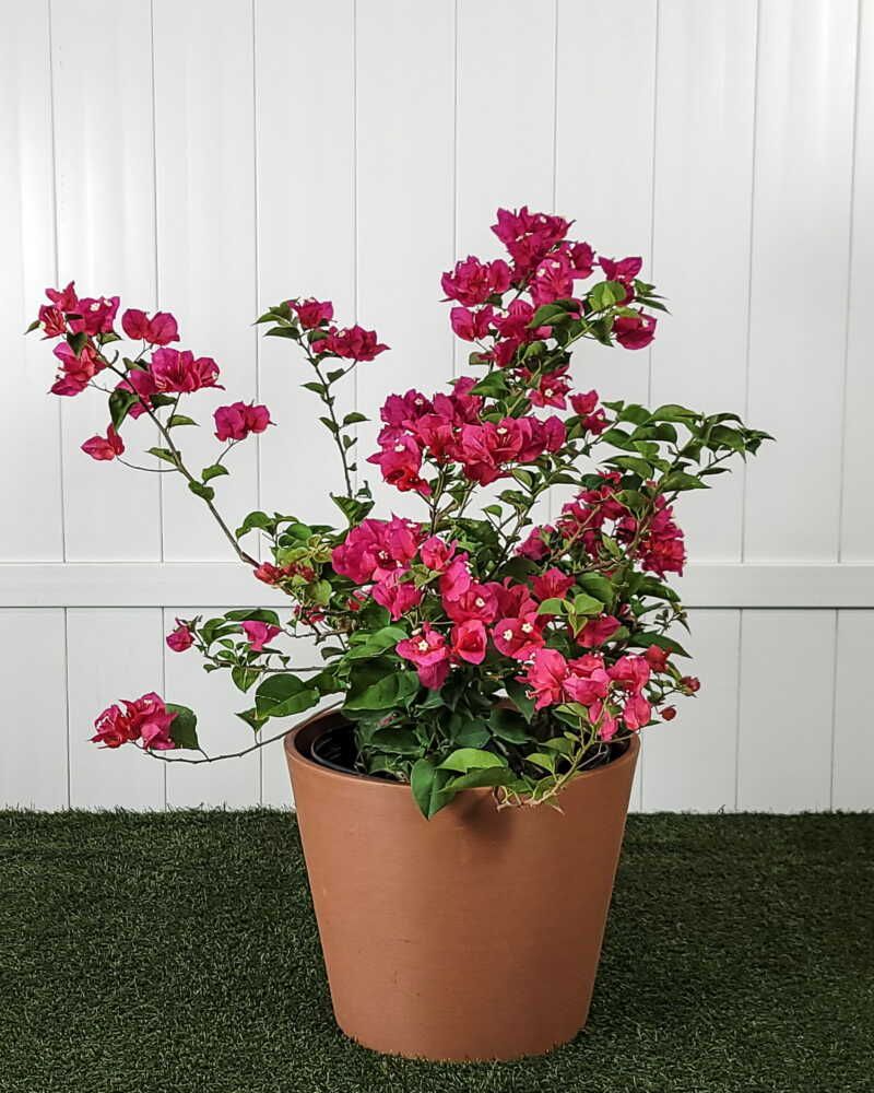 Bougainvillea