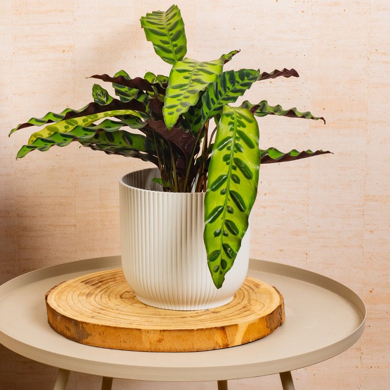 Calathea