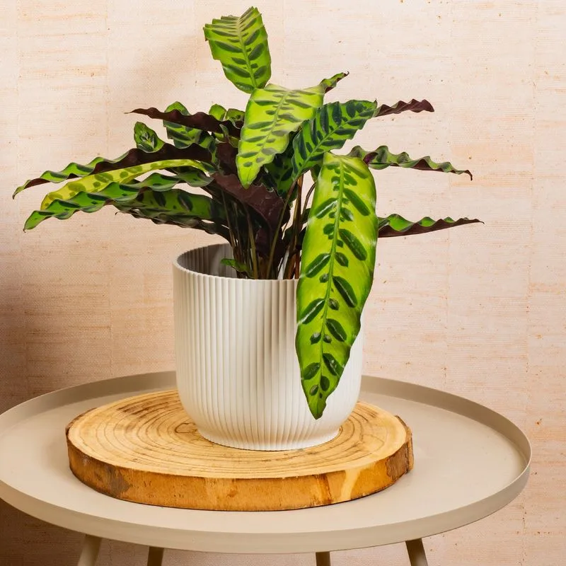 Calathea
