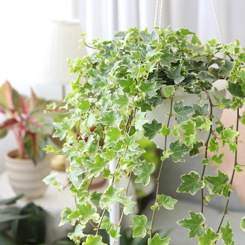 English Ivy