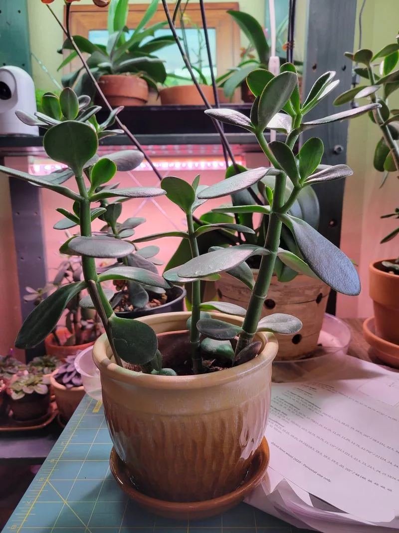 Jade Plant