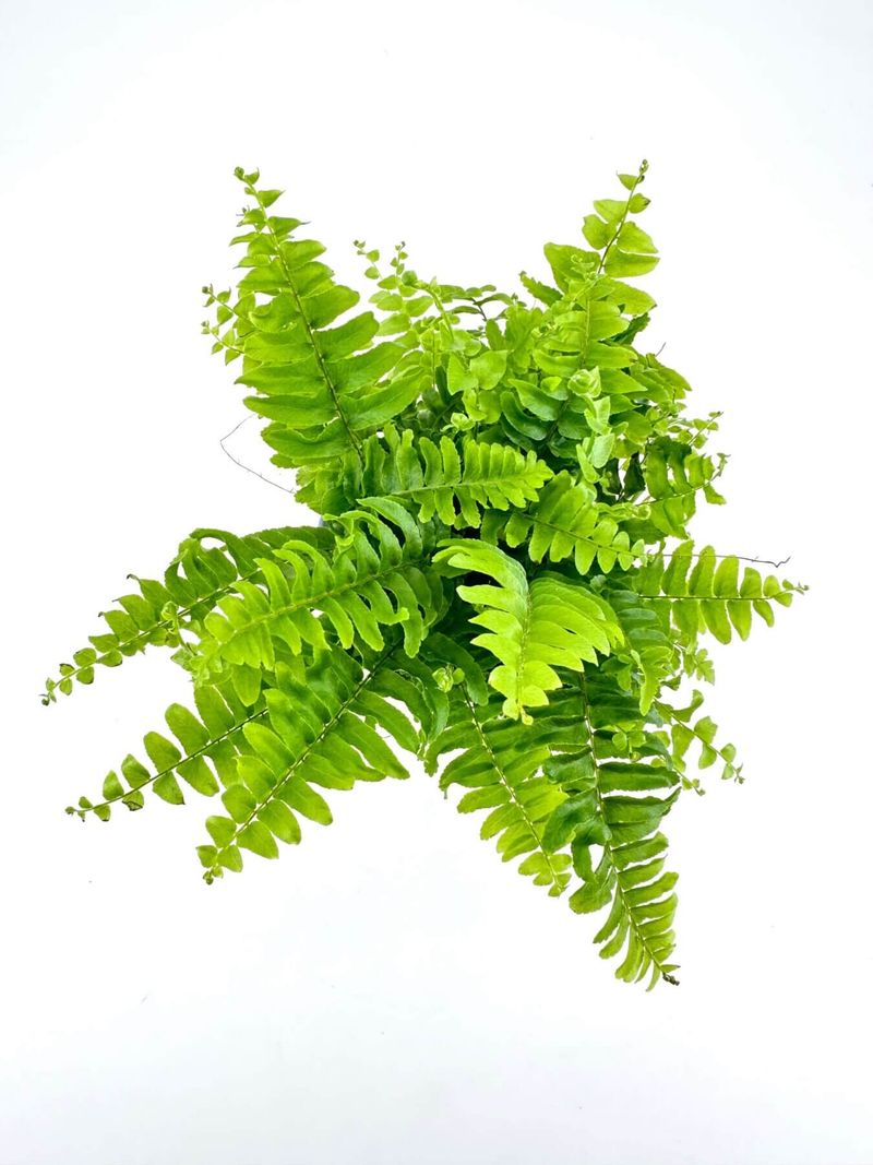 Boston Fern