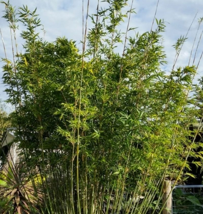 Bamboo Screens