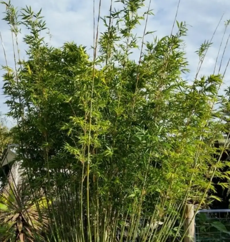 Bamboo Screens