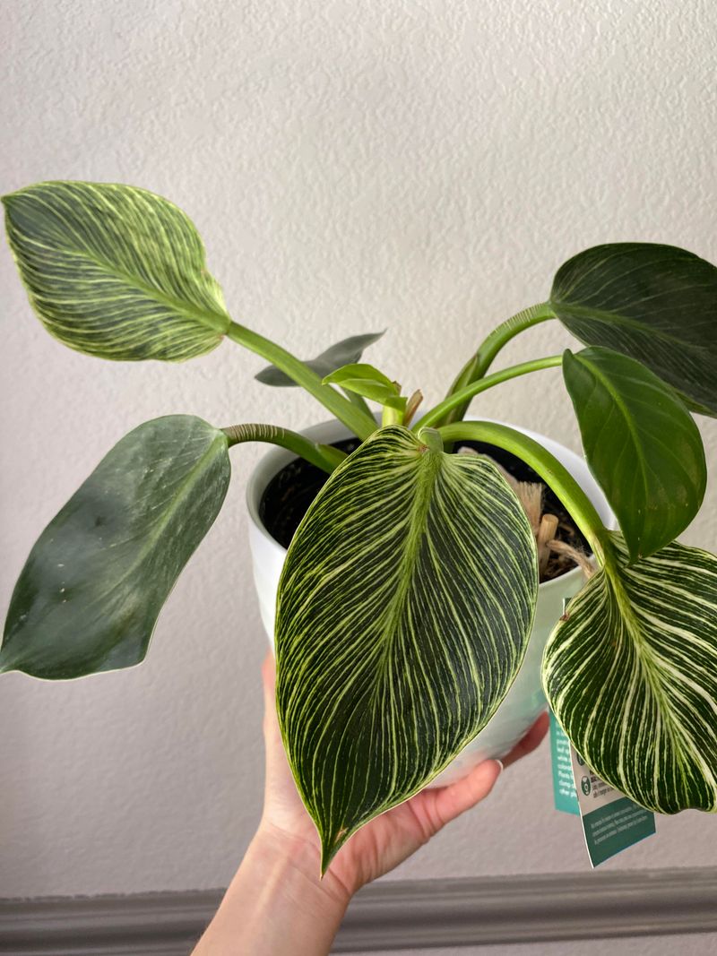 Philodendron